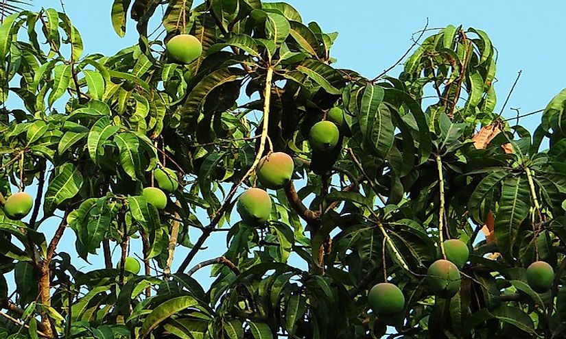 A mango tree laden with ripe mangoes in India. 