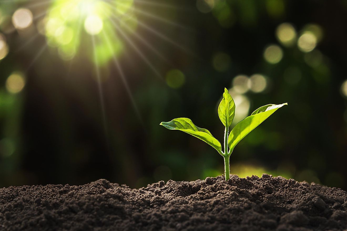 Young plant growing in a garden with sunlight. Image credit: lovelyday12/Shutterstock