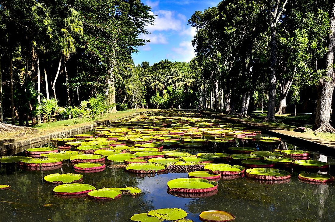 Giant waterlilies in the pond at the Pamplemousses Botanical Garden in Mauritius. 
