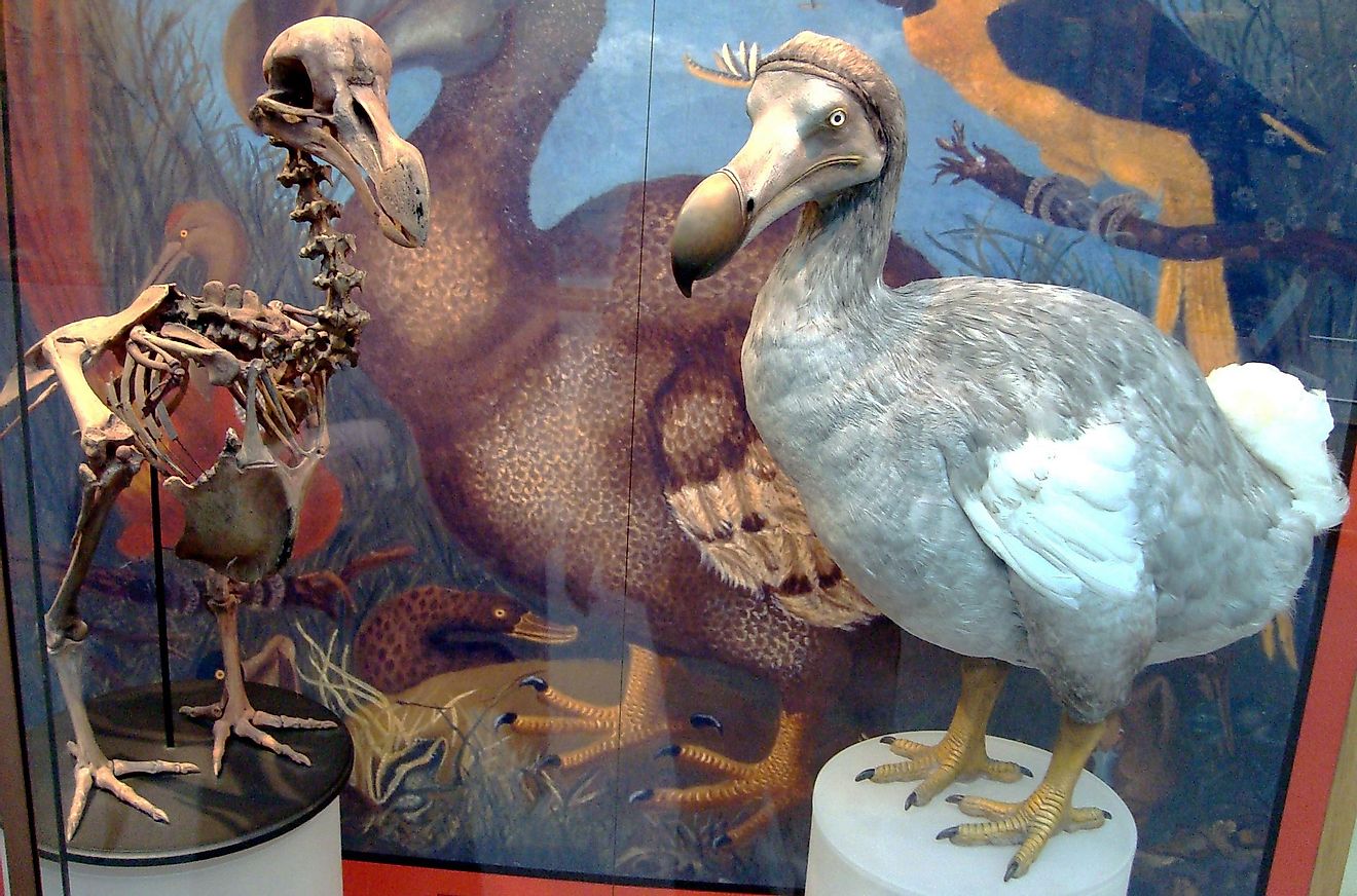 Interestingly, The Extinct Bird Dodo Is The National Animal Of Mauritius.