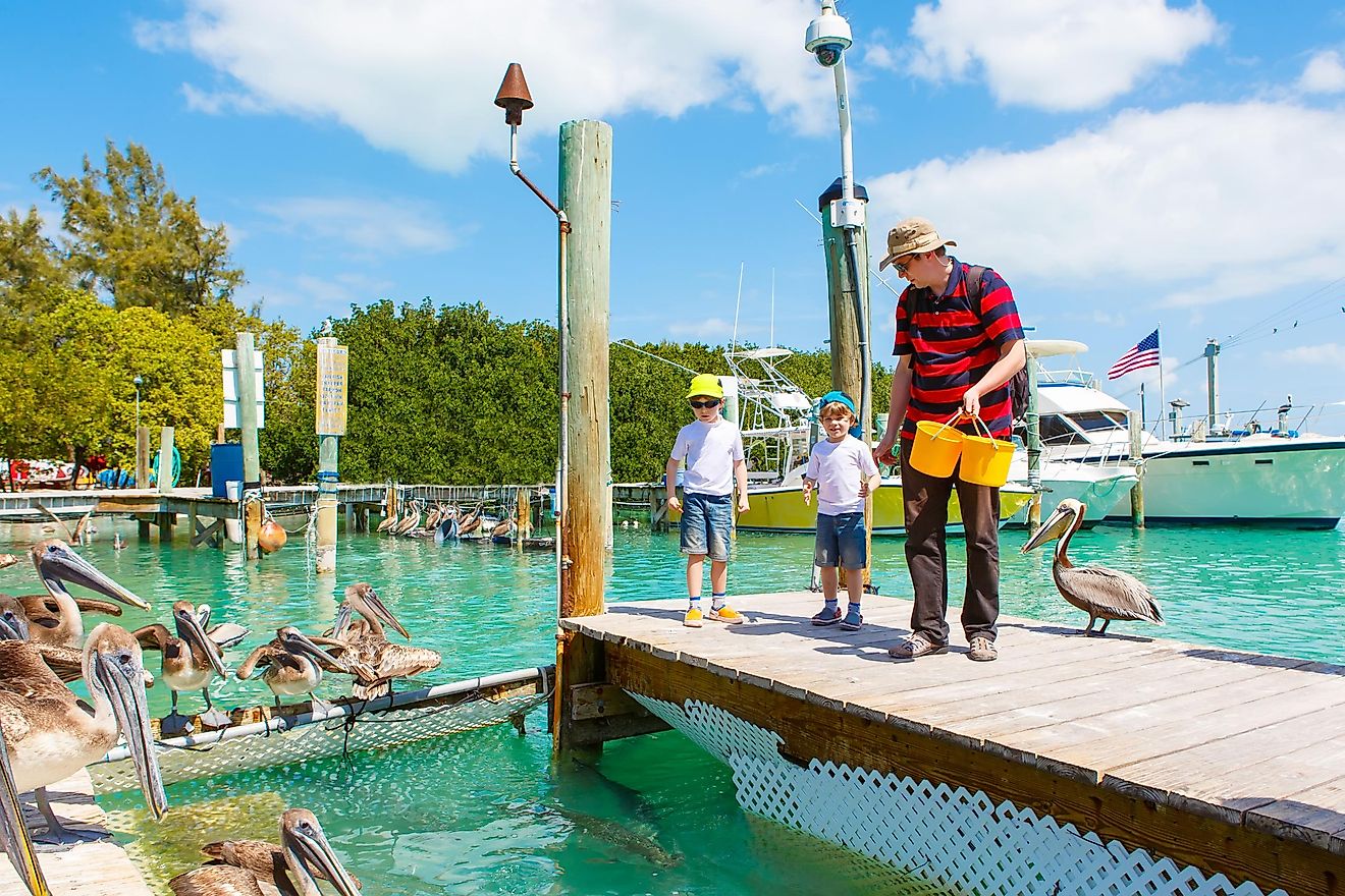 Father and two little kid boys feeding fishes and pelicans in Islamorada Florida