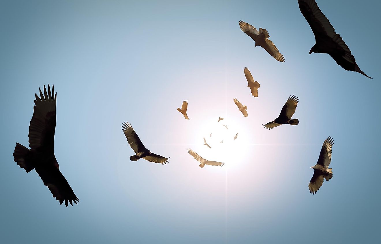 Vultures are often seen moving in a circular motion as they hunt for their next meal. 