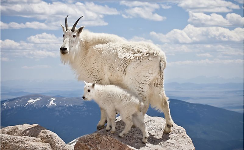 A pair of mountain goats stand proudly, high in the Rocky Mountains.