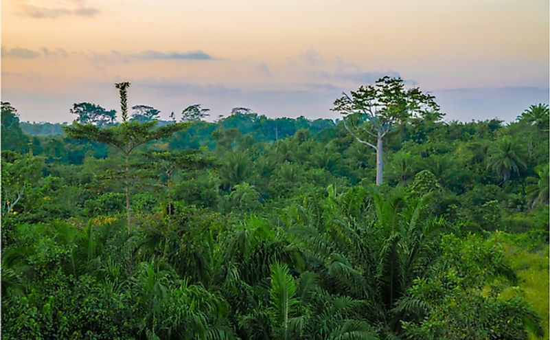 Beautiful lush green West African rain forest during amazing sunset, Liberia, West Africa.