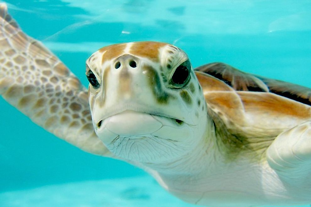A sea turtle swimming in the sea.