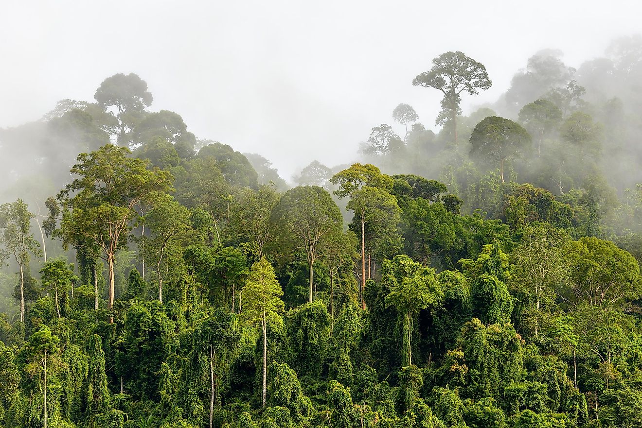 Large rainforests are extremely important ecosystems on our planet.