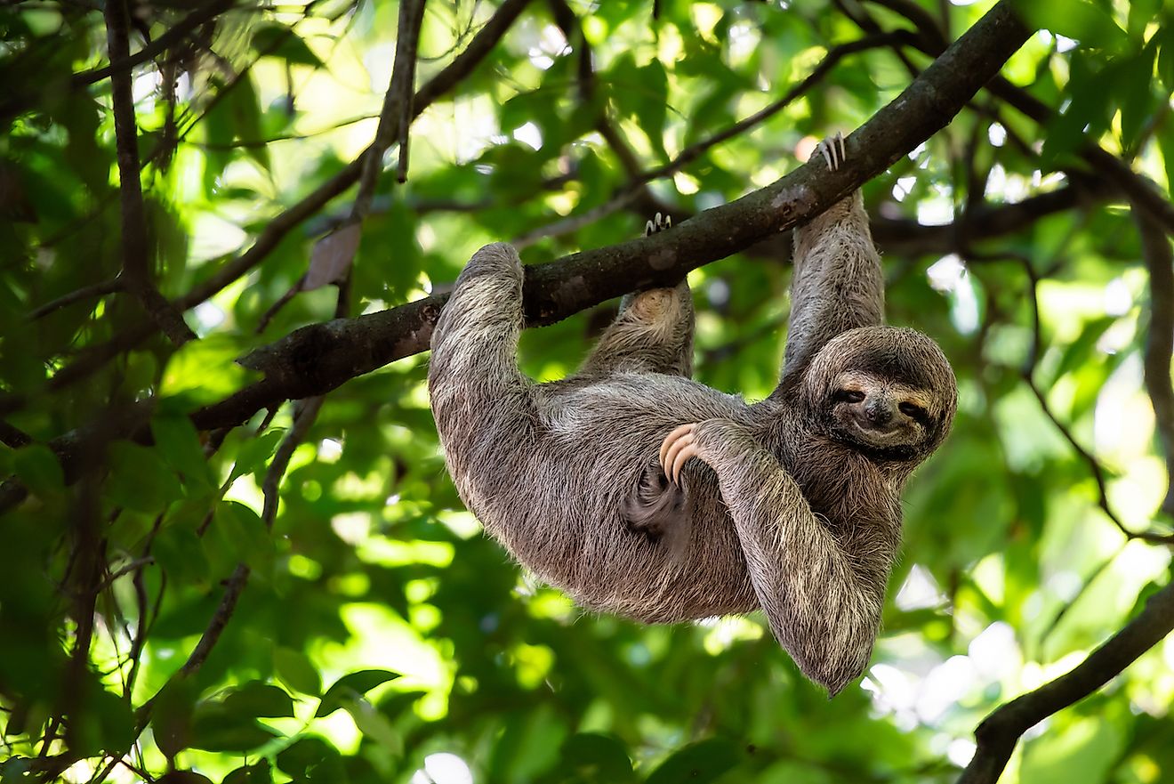 Sloth in a Rainforest of Costa Rica. Image credit: Lukas Kovarik/Shutterstock.com
