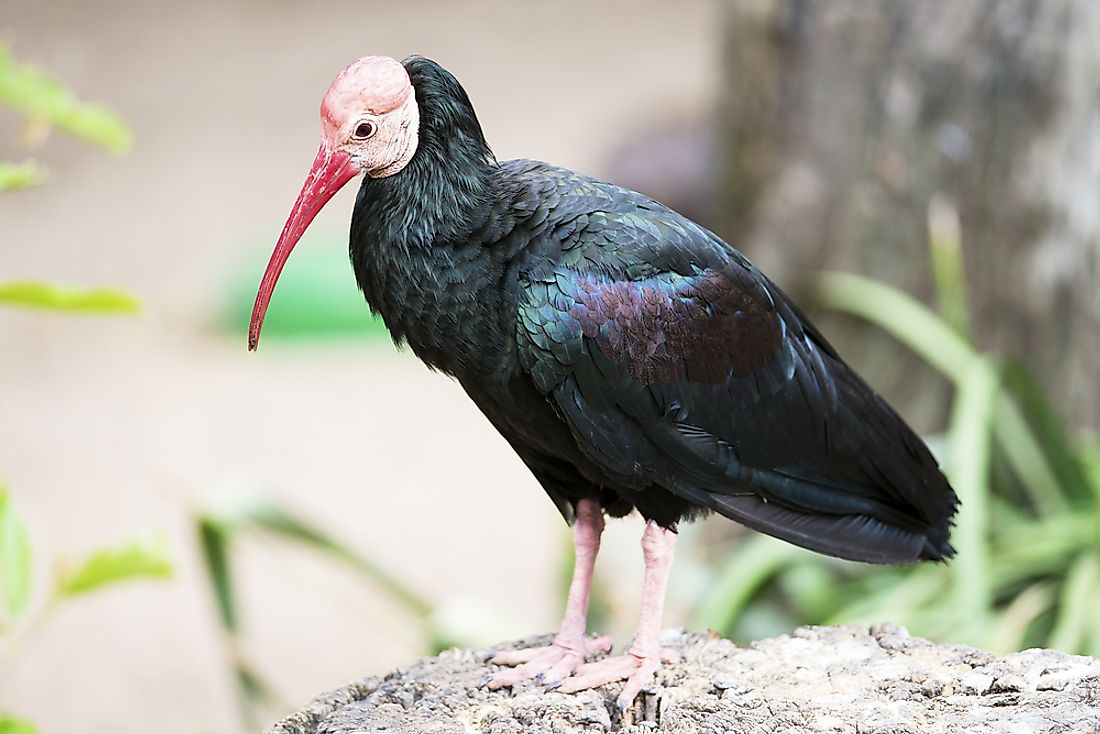 The southern bald ibis is large endemic bird found in the open grassland or semi-desert region of South Africa.