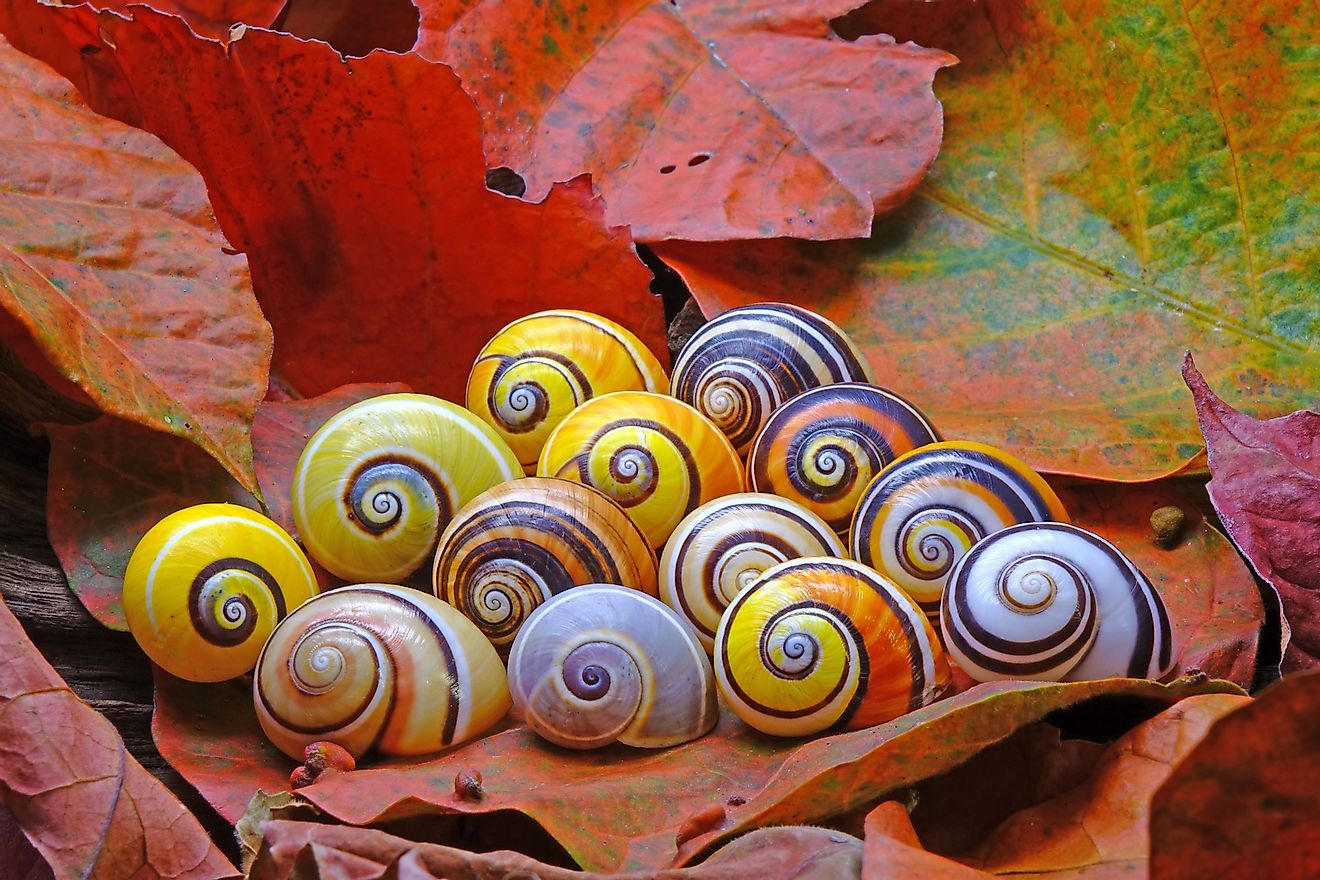 Polymita picta or Cuban painted snails one of most colorful and beautiful land snails in the world. These are found in Cuba, part of the Caribbean Islands biodiversity hotspot region.