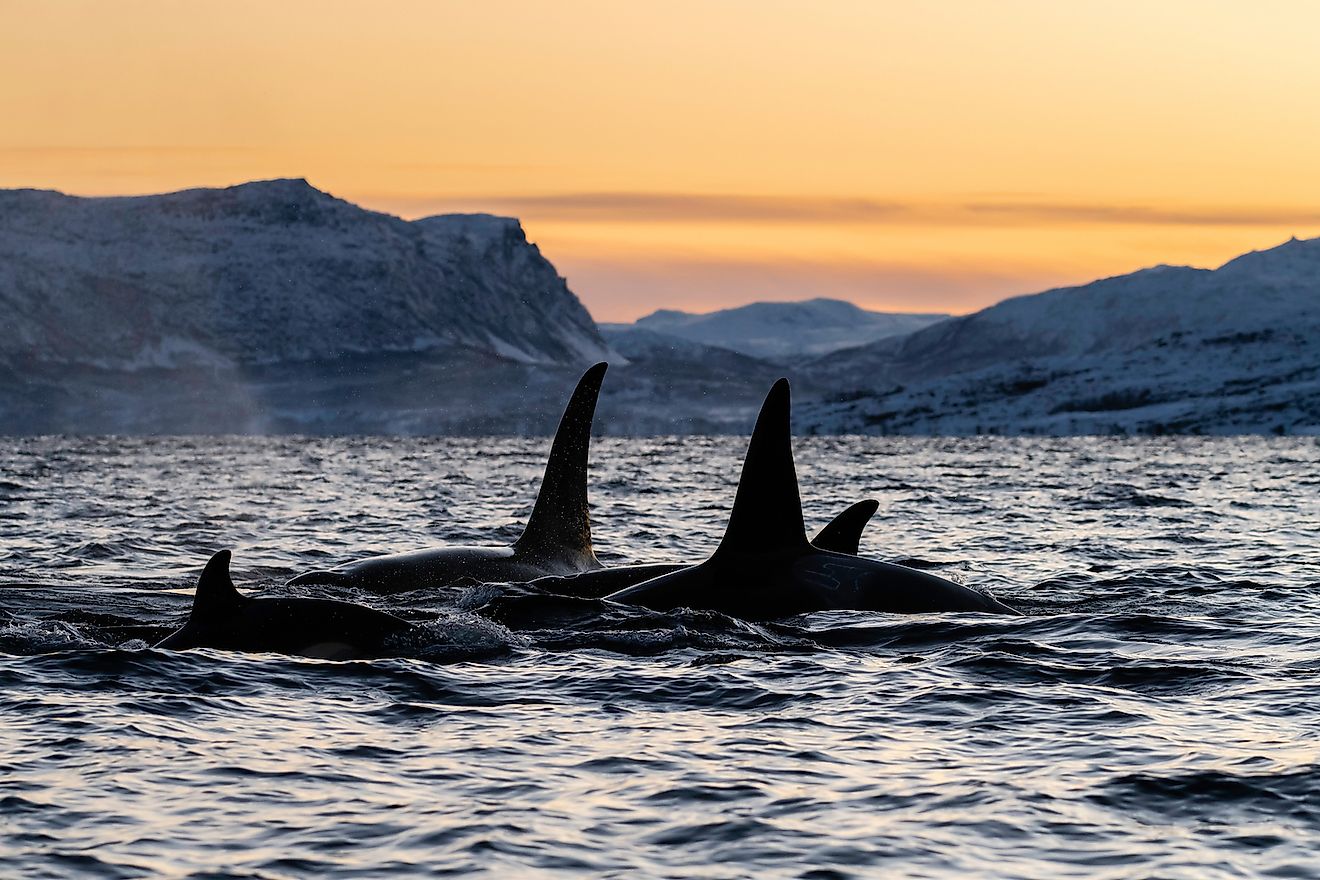 Pod of killer whales at sunset, Kvaenangen fjord area, northern Norway. Image credit: Wildestanimal/Shutterstock.com