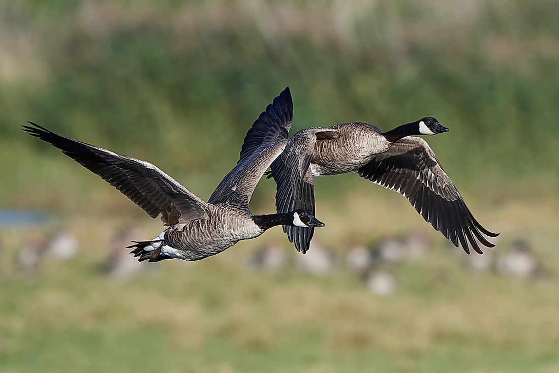 Canada geese flying. 
