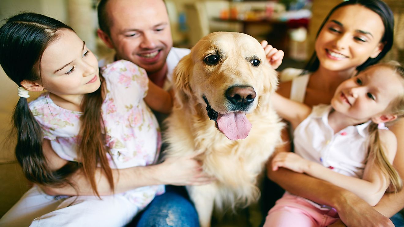 A large percentage of Canadian pet owners regard pets as members of their family.