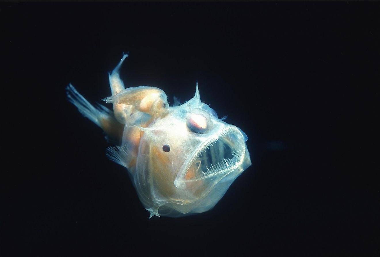 The anglerfish is a bony fish that got its name because of its specific method of predation.