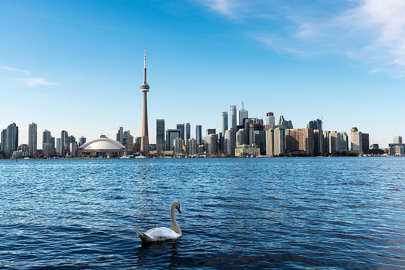 White swan swimming in Lake Ontario with Toronto's skyline in the background. Image credit: Andres Garcia Martin/Shutterstock.com
