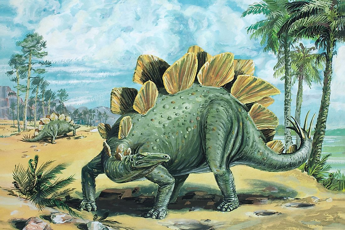 A drawing of what a Stegosaurus may have looked like. 