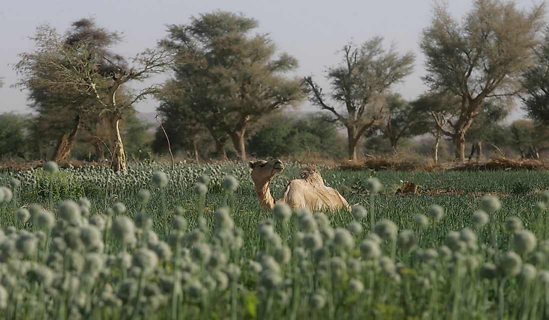 Arable land for agriculture and livestock is an important natural resource in The Niger.