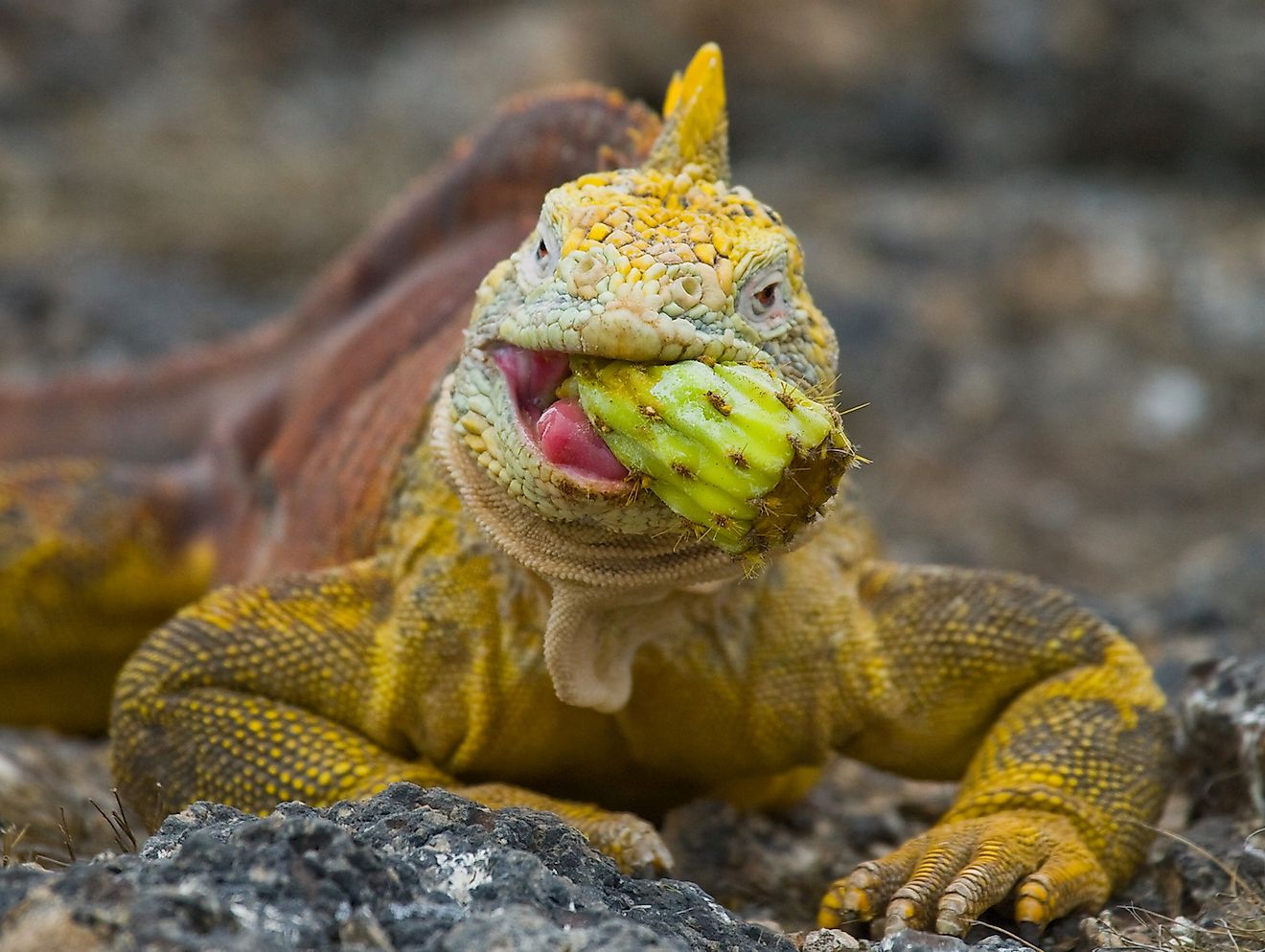The land iguana eating a prickly pear cactus in Galapagos Islands. Image credit: GUDKOV ANDREY/Shutterstock.com