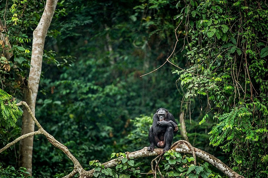 A bonobo rests in the rainforest of the Congo Basin. 