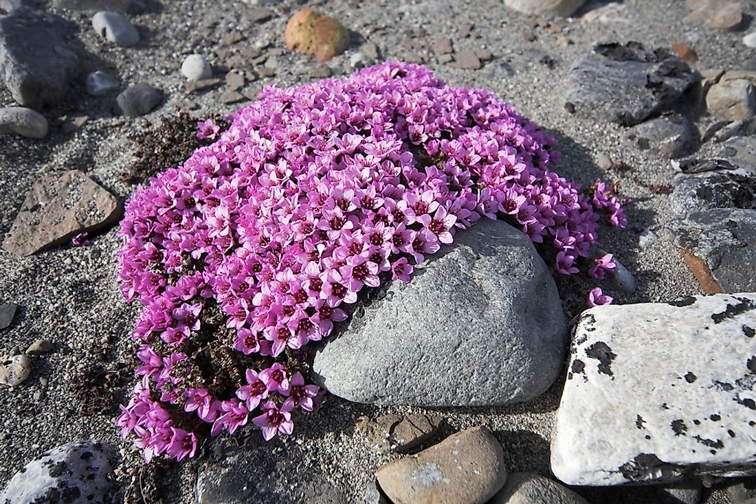 Purple saxifrage, the flower of Nunavut. 