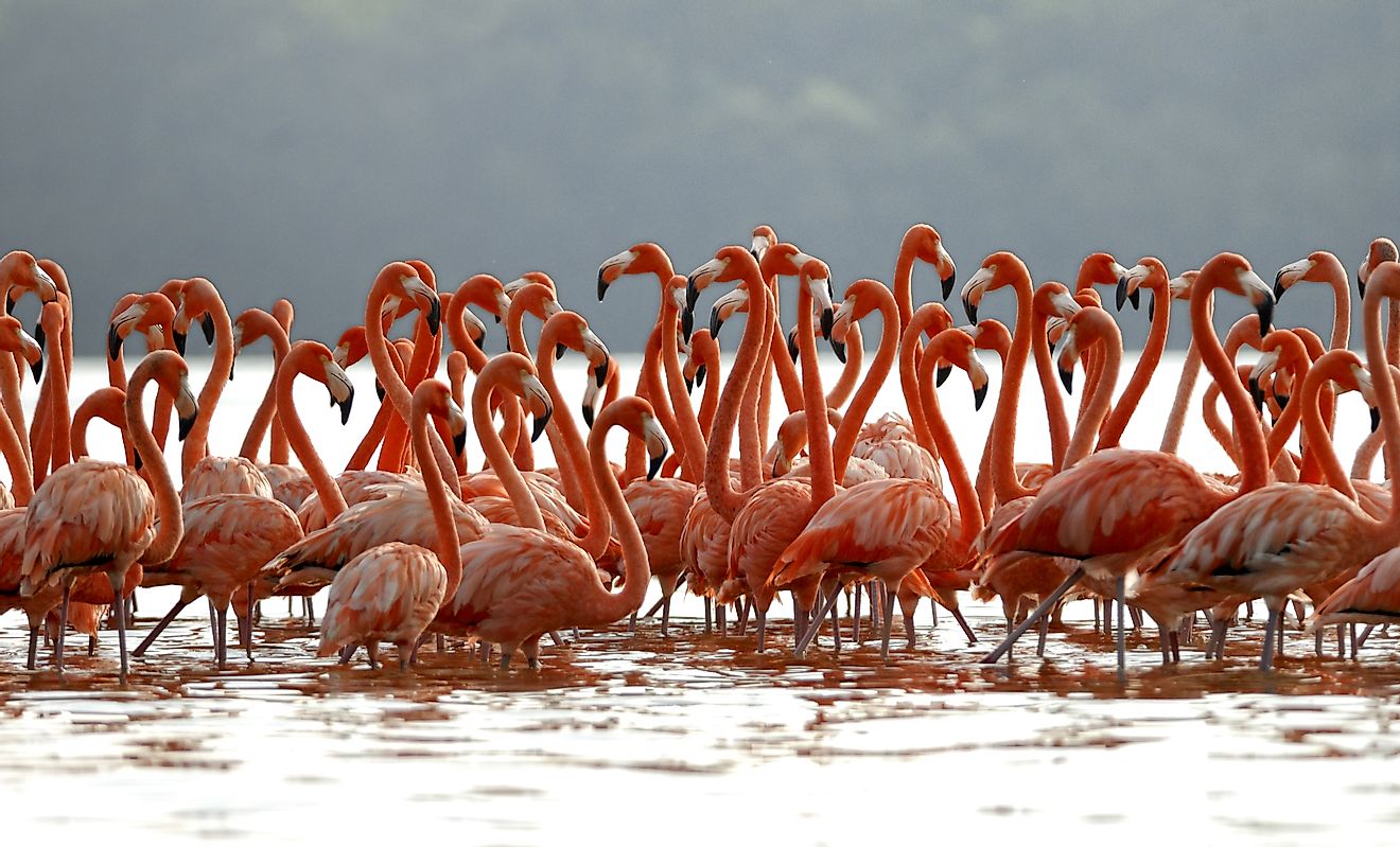 Flock of greater flamingos in Mexico.
