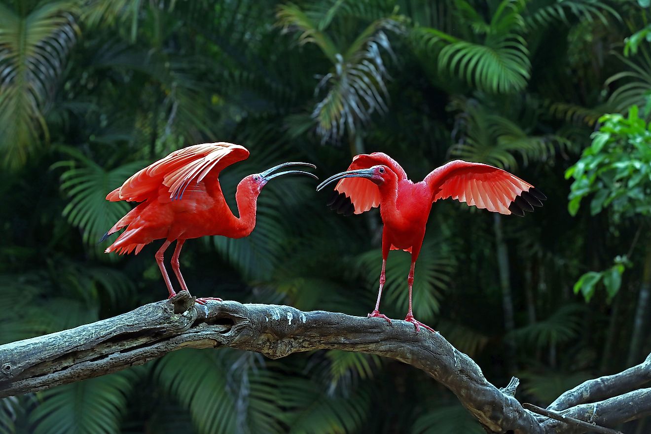 Scarlet Ibis. Image credit: Jaboticaba Fotos/Shutterstock.com