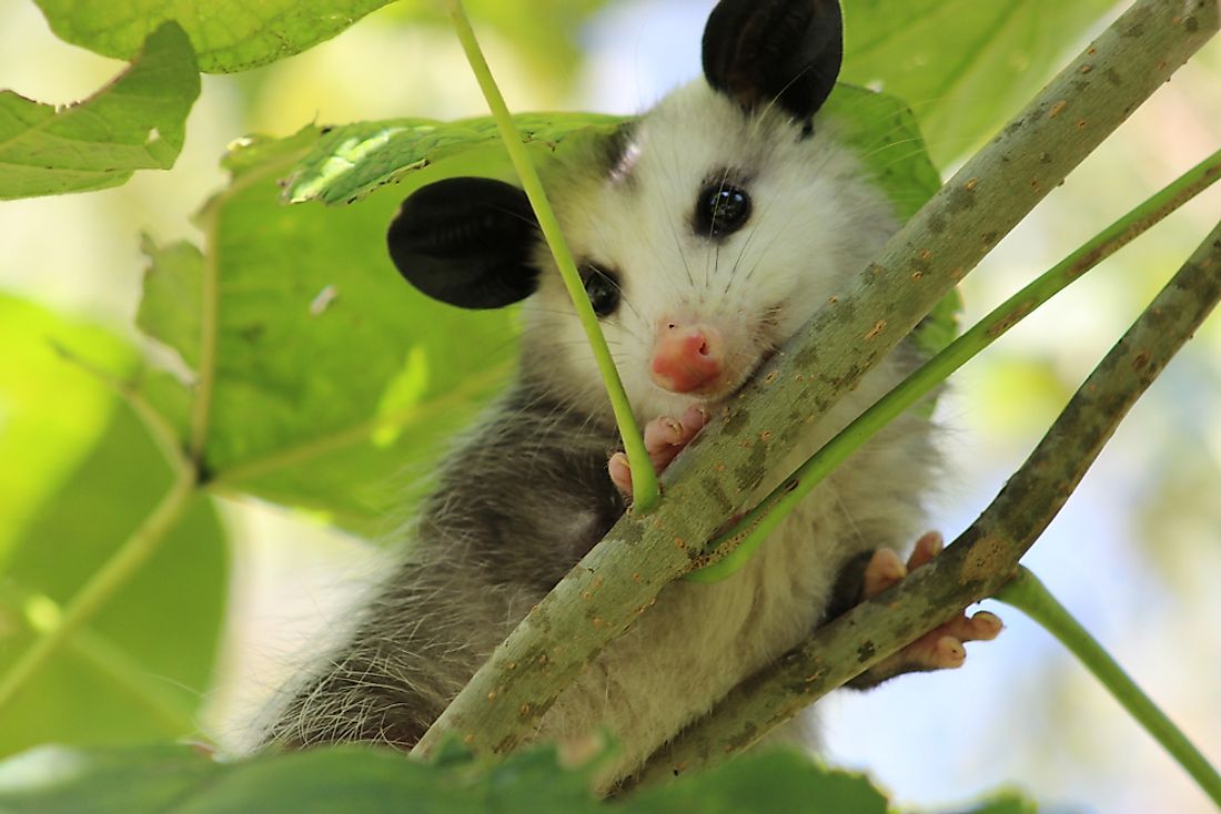 Opossum relaxing in a tree.