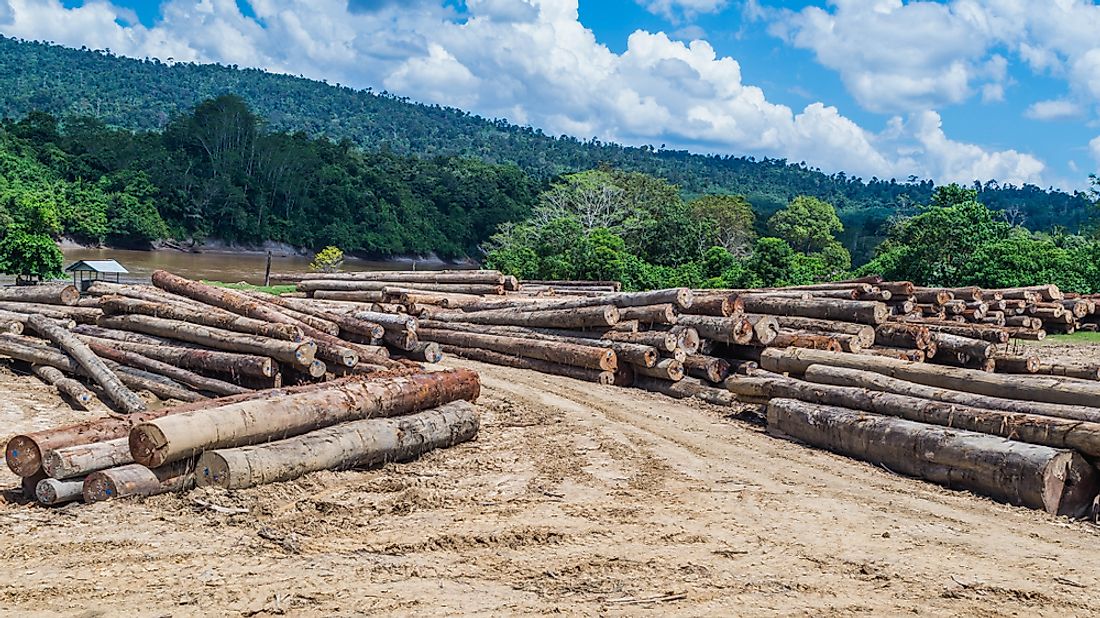 Timber cultivation in Indonesia. 