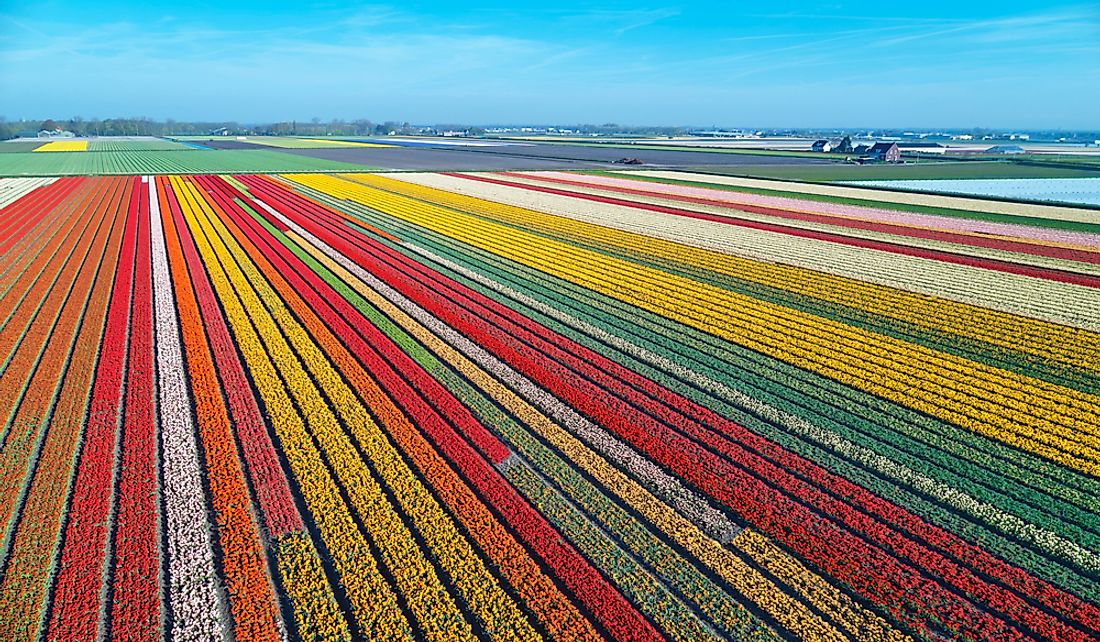 Bulb field in the Netherlands.