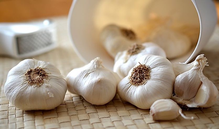 Garlic has been used since ancient times for culinary and traditional medicine preparations.