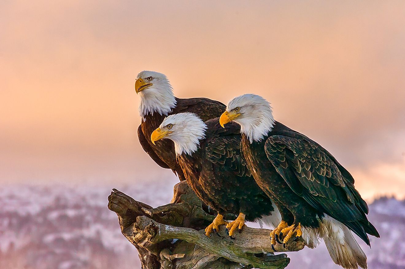 Three American bald eagles perch on tree snag against background of Alaskan Kenai mountains and Cook Inlet. Image credit: FloridaStock/Shutterstock.com
