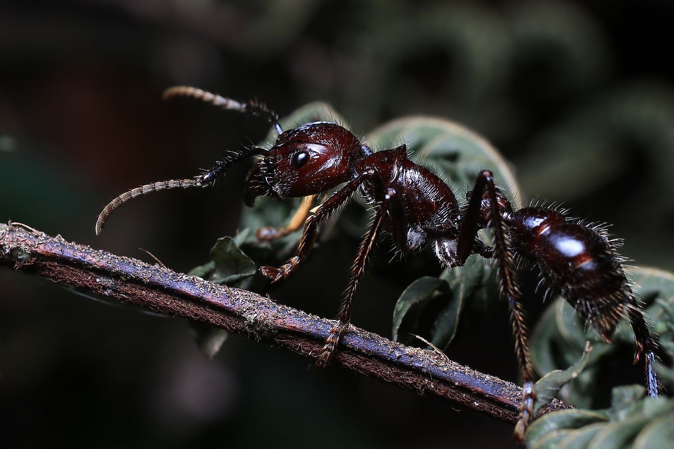Bullet ants found in the Amazon rainforest are capable of delivering one of the most painful stings of any insect in the world. Image credit: Dan Olsen/Shutterstock.com
