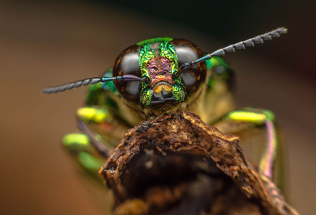Insect species make up the majority of the animal kingdom. 