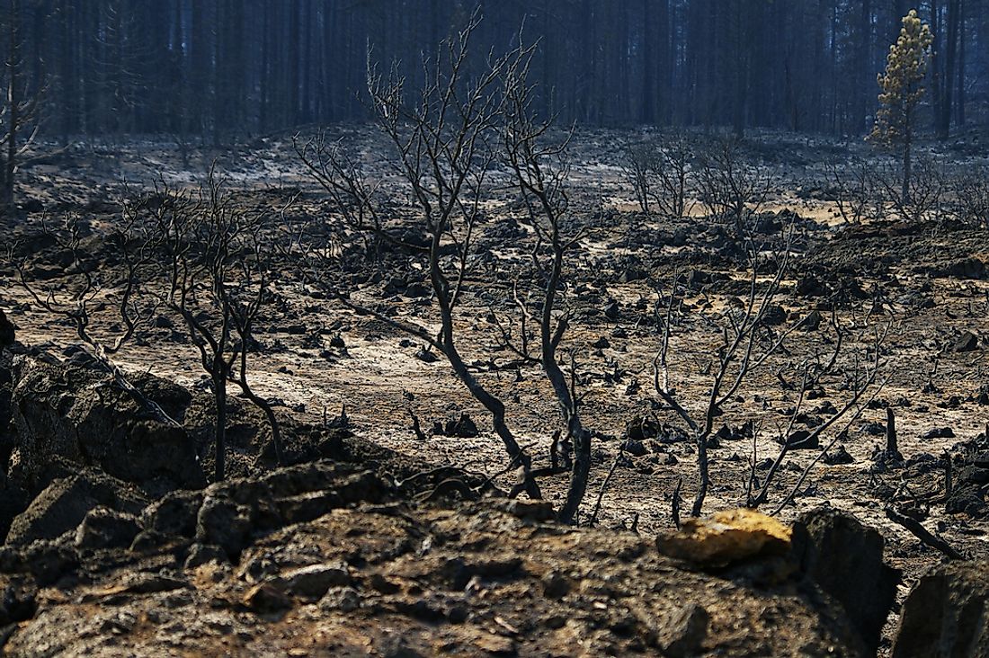 Wildfires can have devastating consequences on wildlife and the surrounding landscape. 
