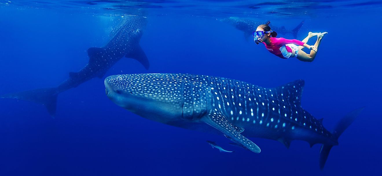 A woman snorkelling with whale sharks. Image credit: Max Topchii/Shutterstock.com