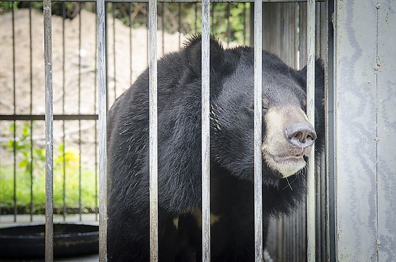 Asiatic black bears are frequently "farmed" within cages and exploited for their bile, which is used to treat a number of ailments in traditional Eastern medicine.