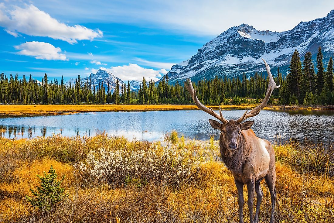 Tourists don't just travel to Canada for the moose and the mountains. 