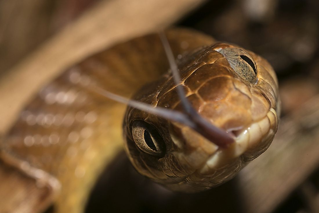 The brown tree snake is amongst the reptiles found in Papua New Guinea. 
