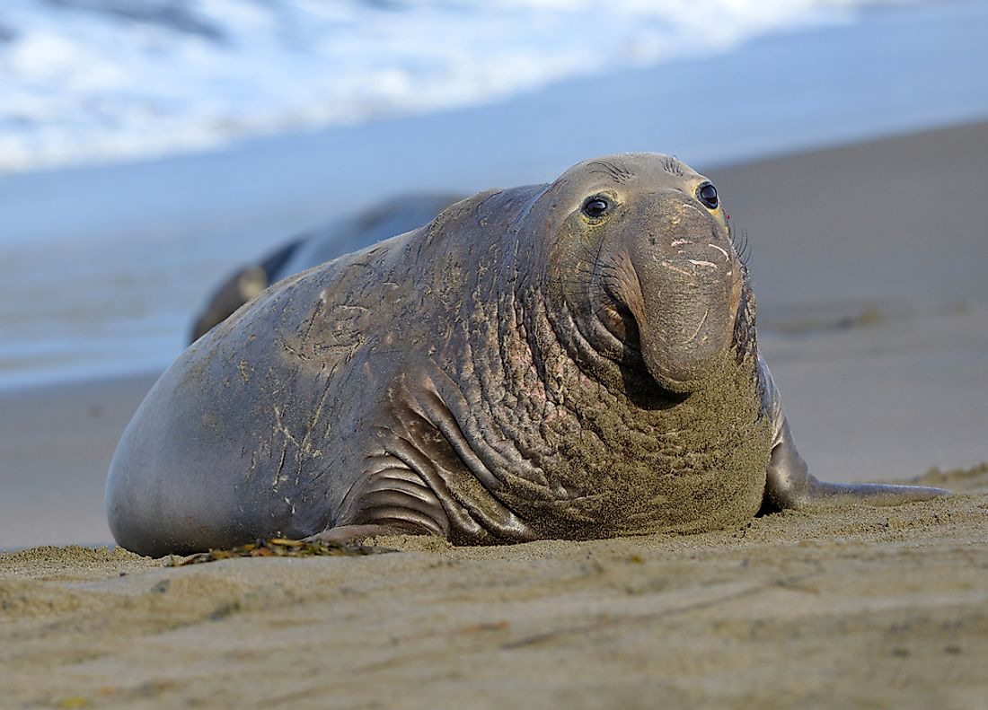 The elephant seal is the biggest seal species found in the Pacific. 