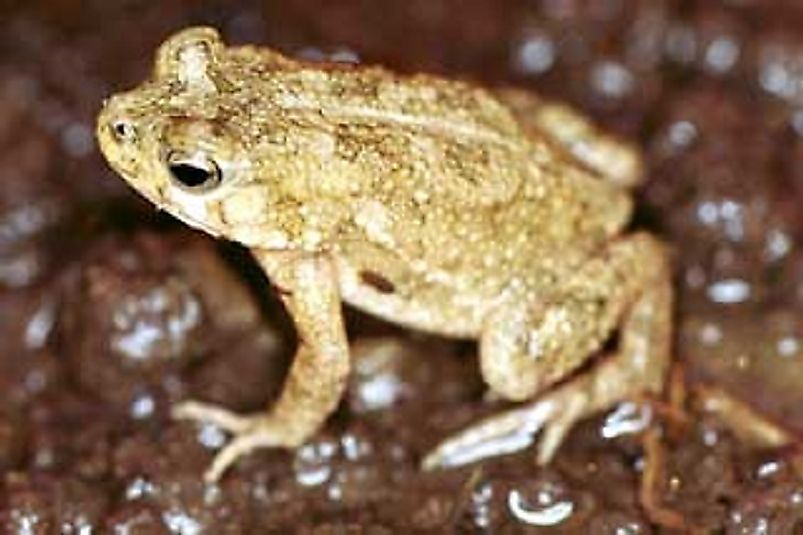 The Nile Valley Toad.