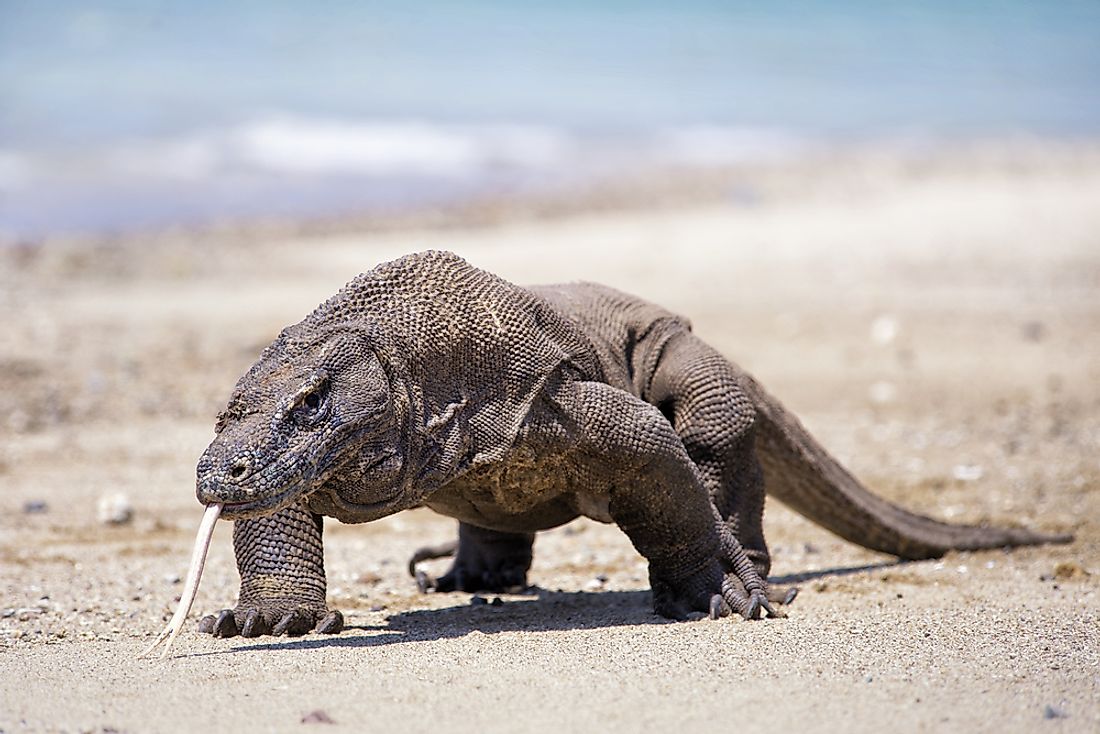 Komodo dragons are found only on select islands of the Lesser Sundra Islands. 
