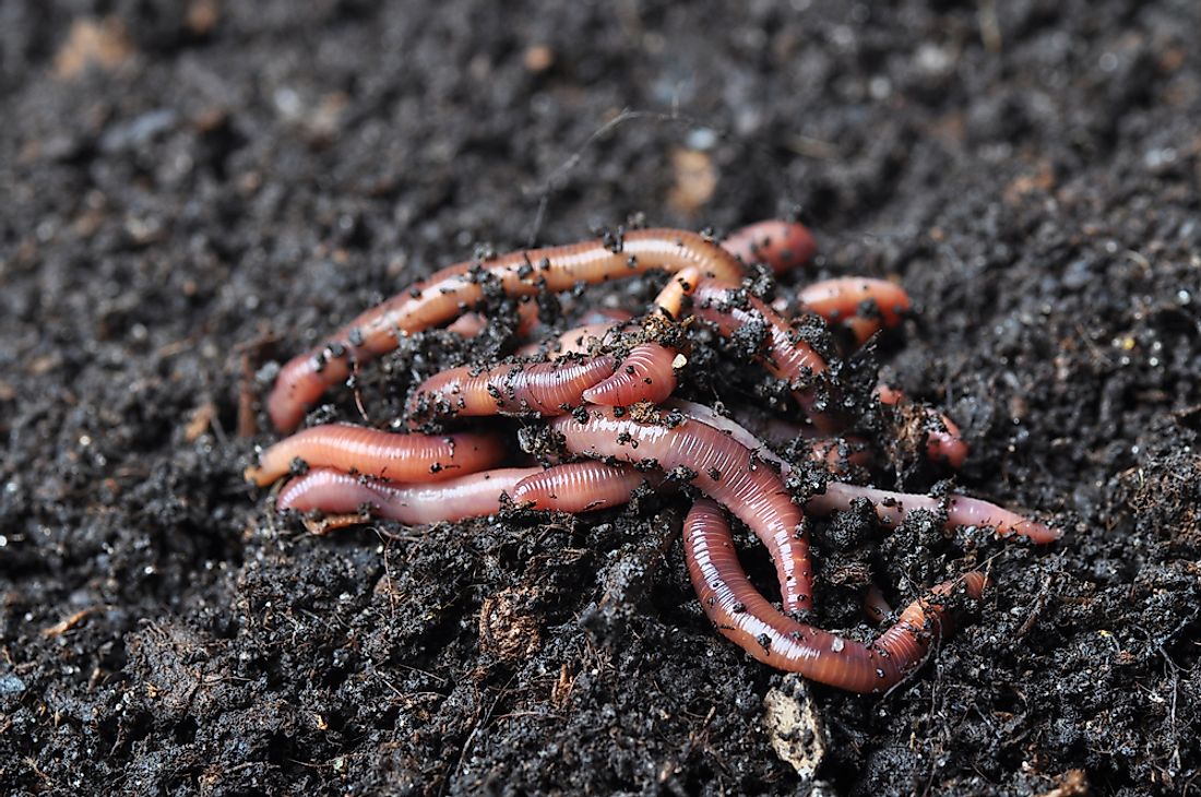 Worms in soil. 