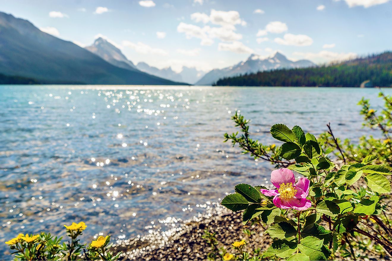 Blooming wild rose by Medicine Lake, Jasper National Park. Alberta, Canada
