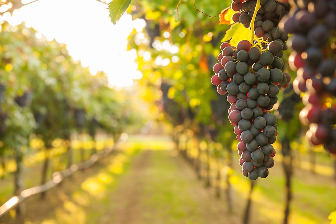 Grapes are grown around the globe apart from the Antarctica.