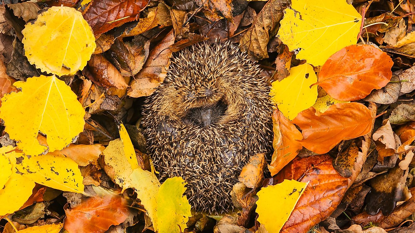 European hedgehog curled up into a ball, hibernating in colourful autumn leaves.