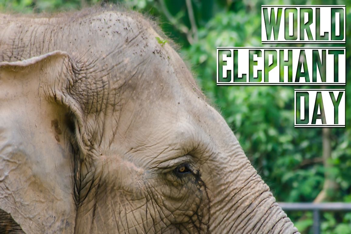 World Elephant Day exists to spread awareness about threatened elephant populations. 
