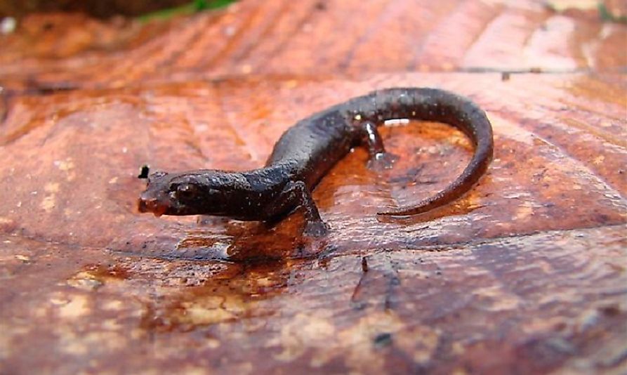 A Pandi Mushroom-Tongue Salamander.