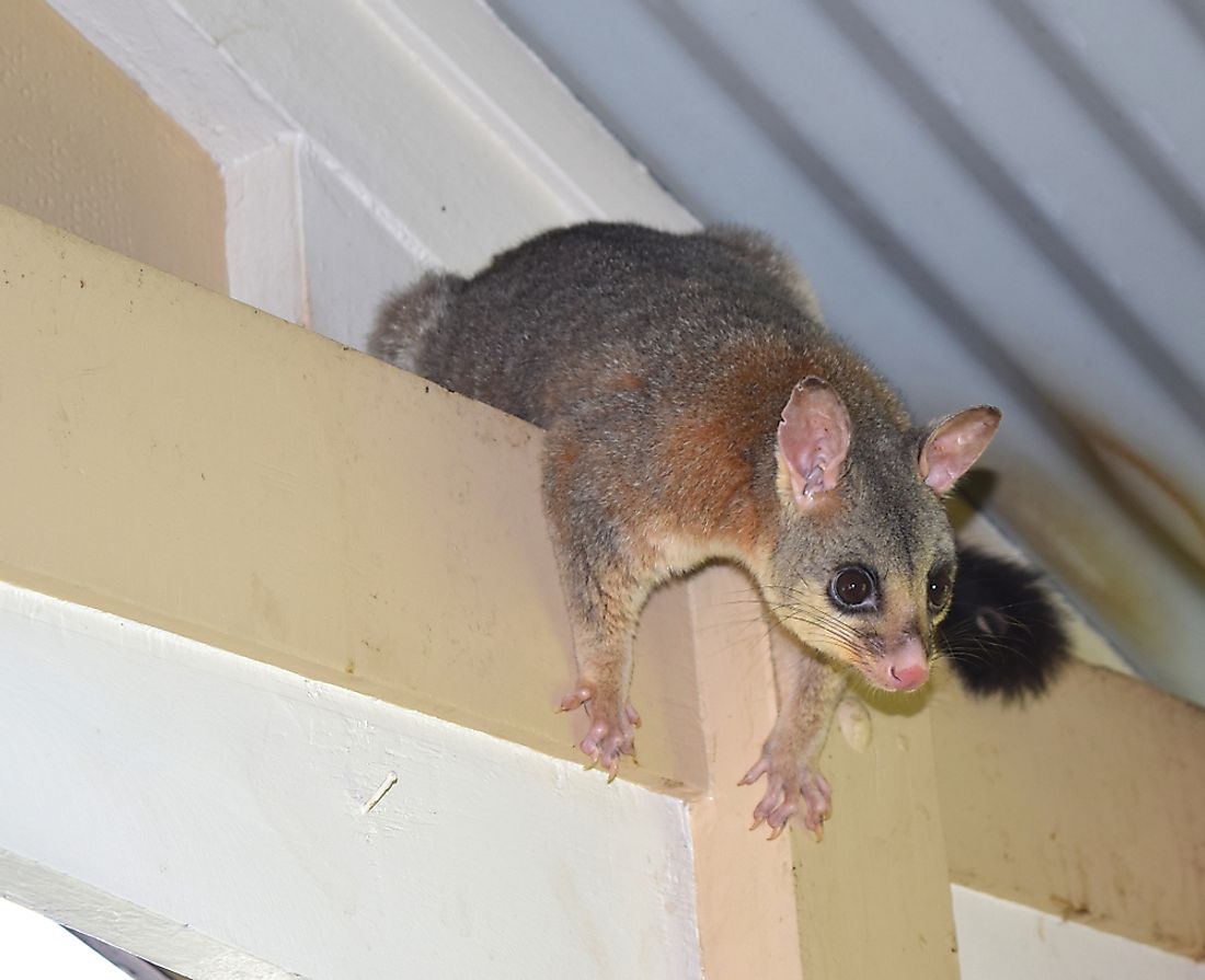  Opossum with inquisitive look climbed to the house veranda. Credit: lovemydesigns / Shutterstock.com