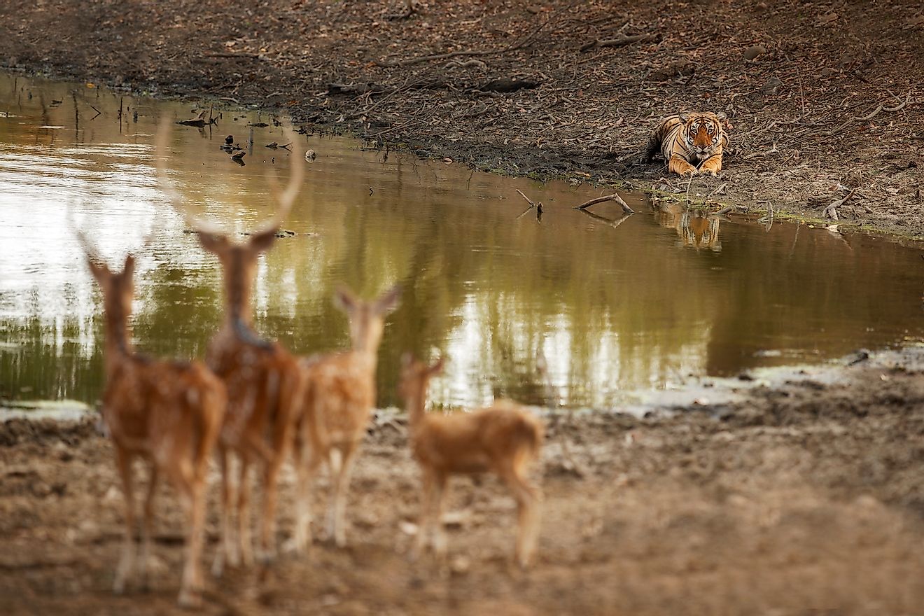 Deer on alter at the sight of a tiger, an apex predator, along the water body. 