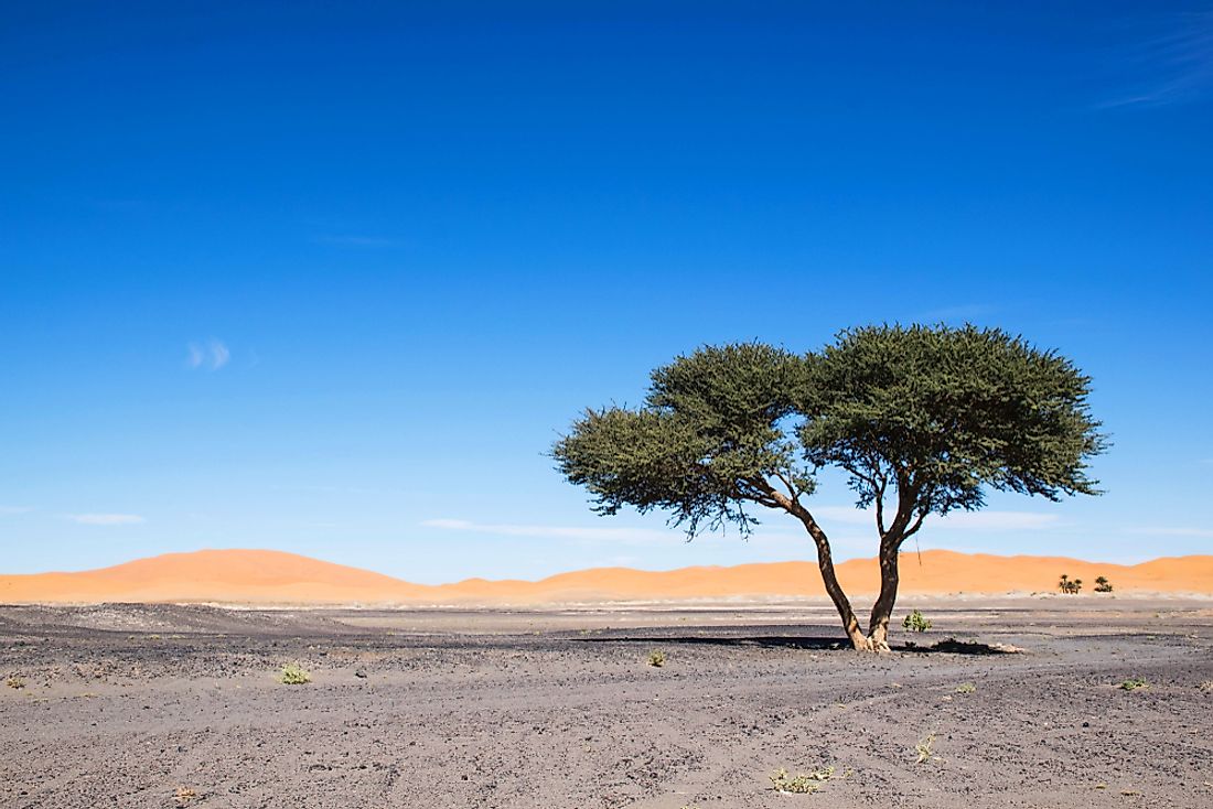 An acacia tree in the Sahara Desert. 