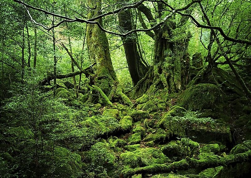 Thick tree and moss growth in the Yakushima woodlands.